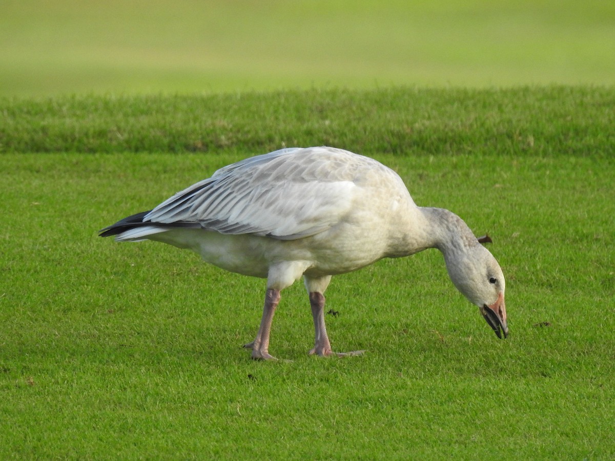 Snow Goose - ML647321237