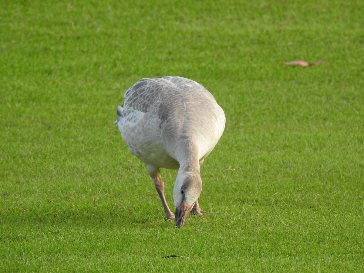 Snow Goose - ML647321239