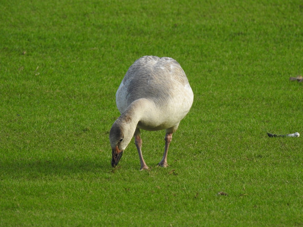 Snow Goose - ML647321241