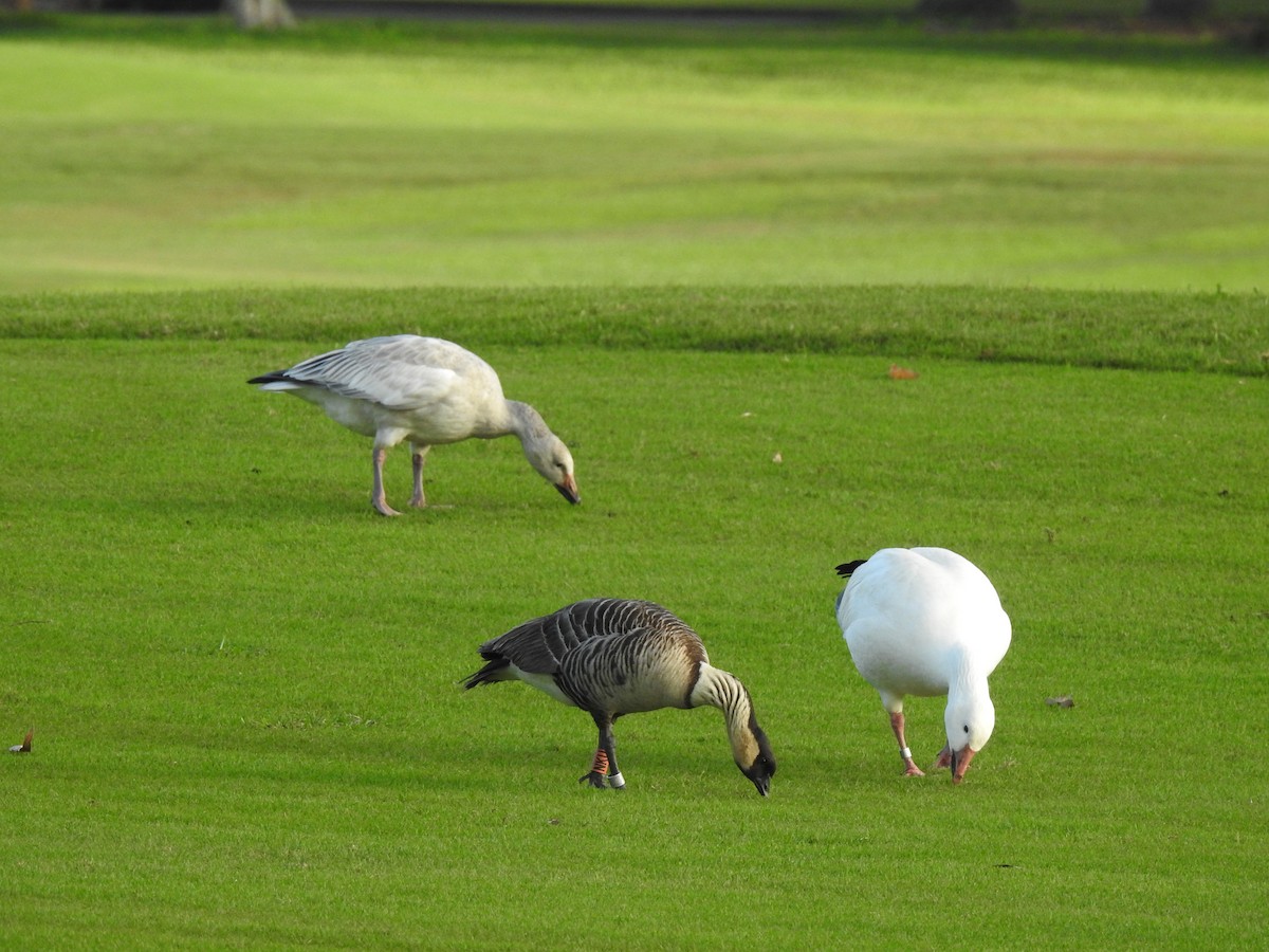 Snow Goose - ML647321242