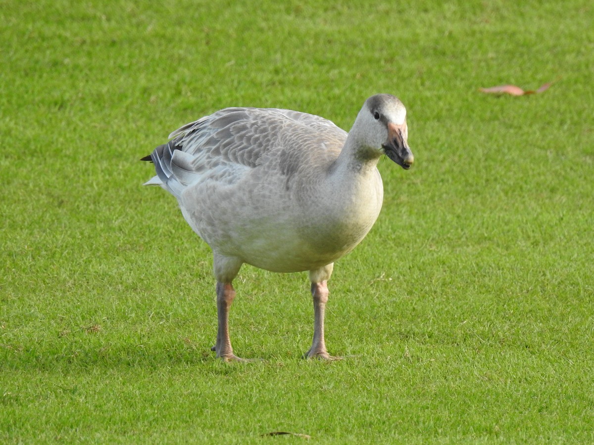 Snow Goose - ML647321243