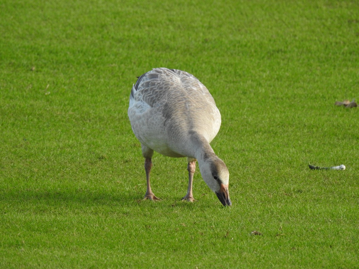 Snow Goose - ML647321245