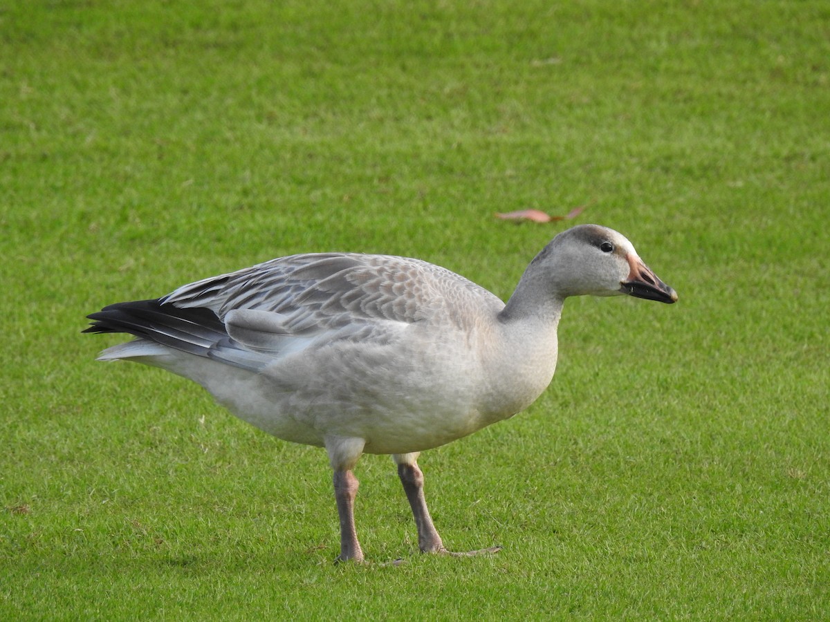 Snow Goose - ML647321246