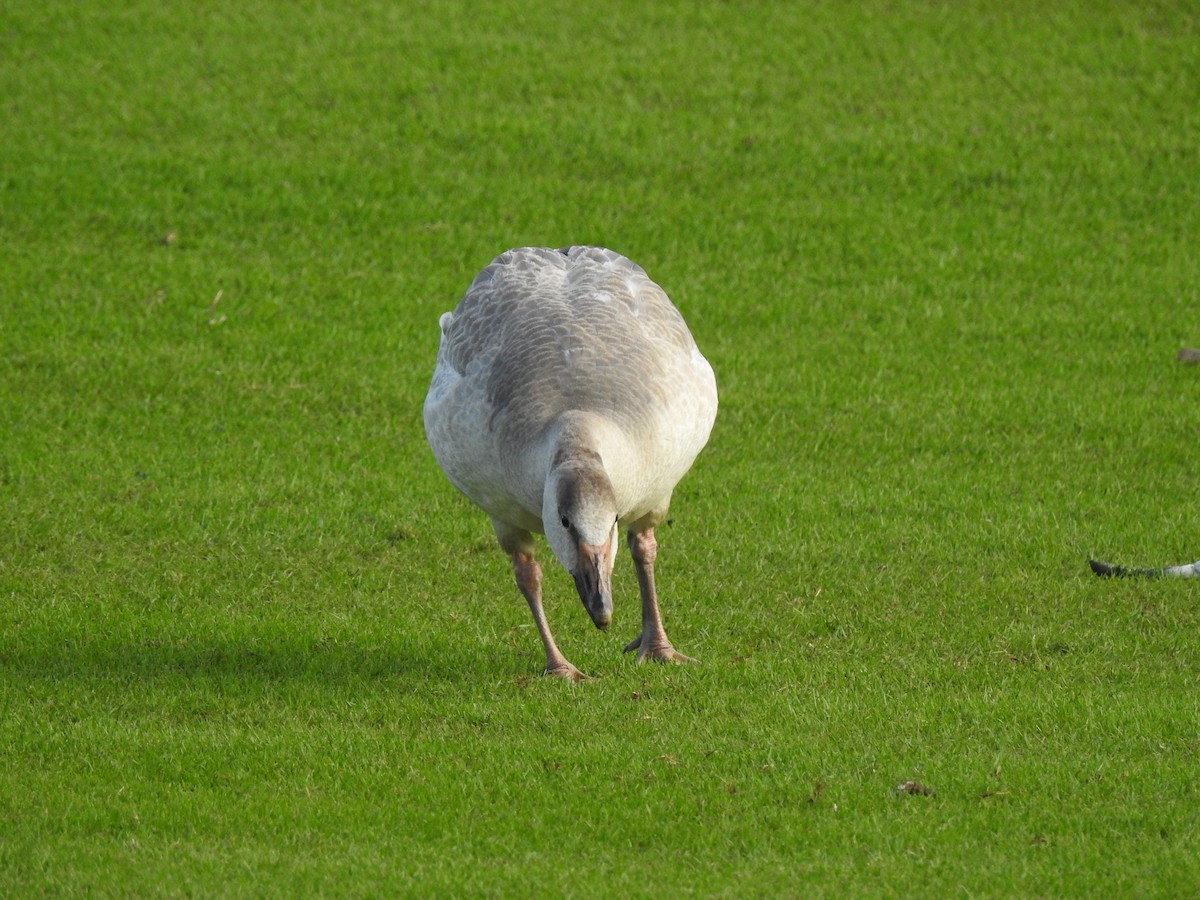 Snow Goose - ML647321247