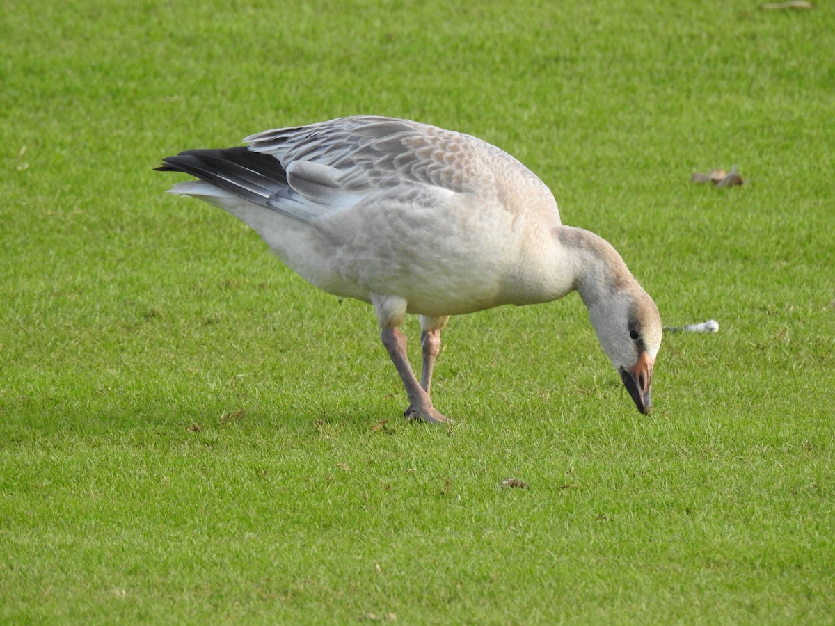 Snow Goose - ML647321248