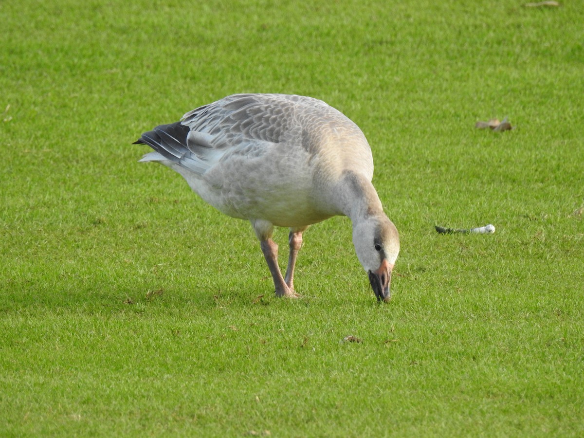 Snow Goose - ML647321249