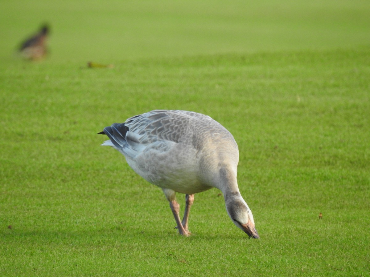 Snow Goose - ML647321250
