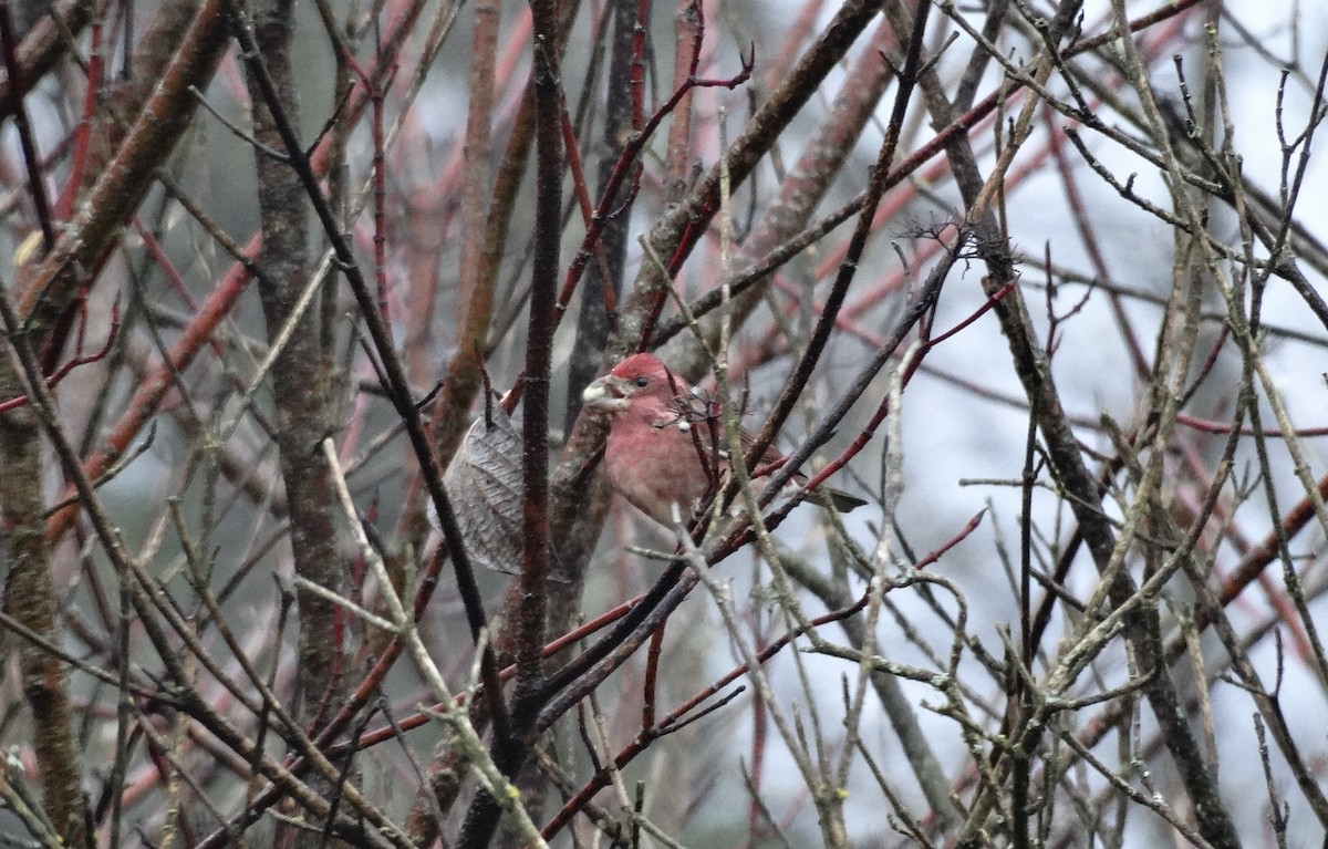 Purpurgimpel - ML647321260