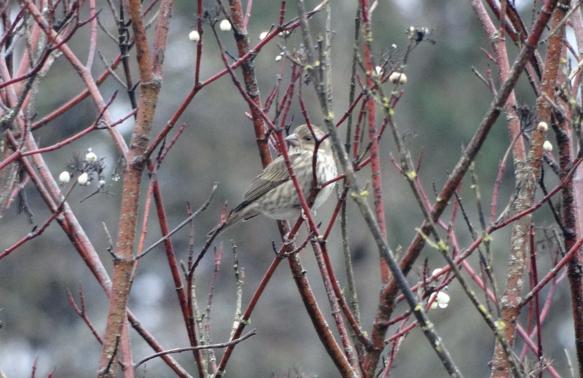 Purpurgimpel - ML647321261