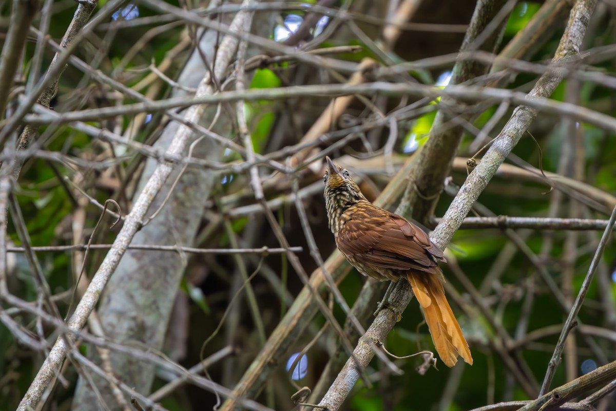 Striated Softtail - ML647321285