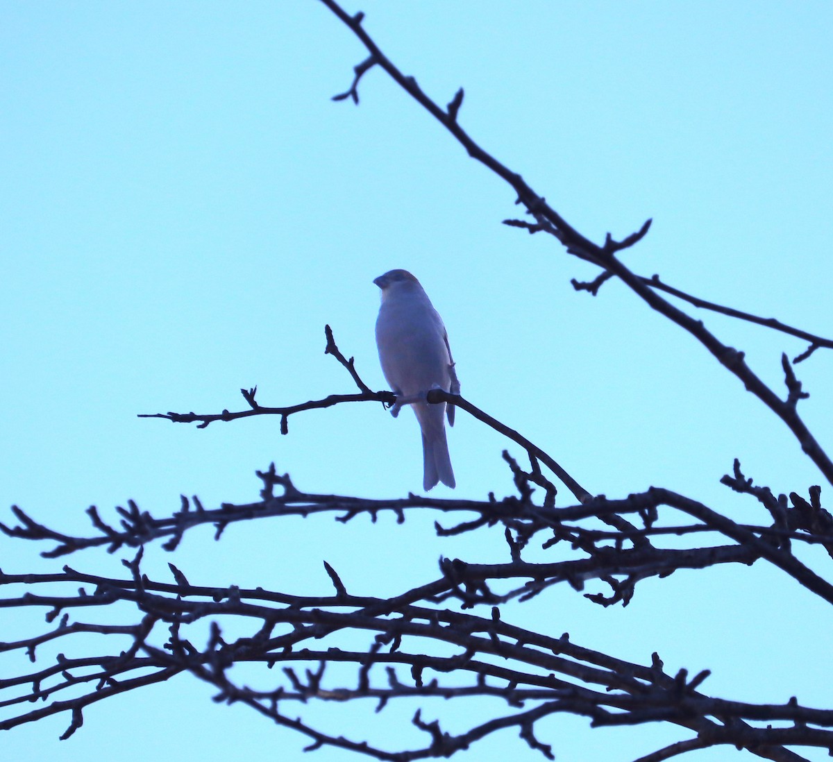 hýl křivčí - ML647321291