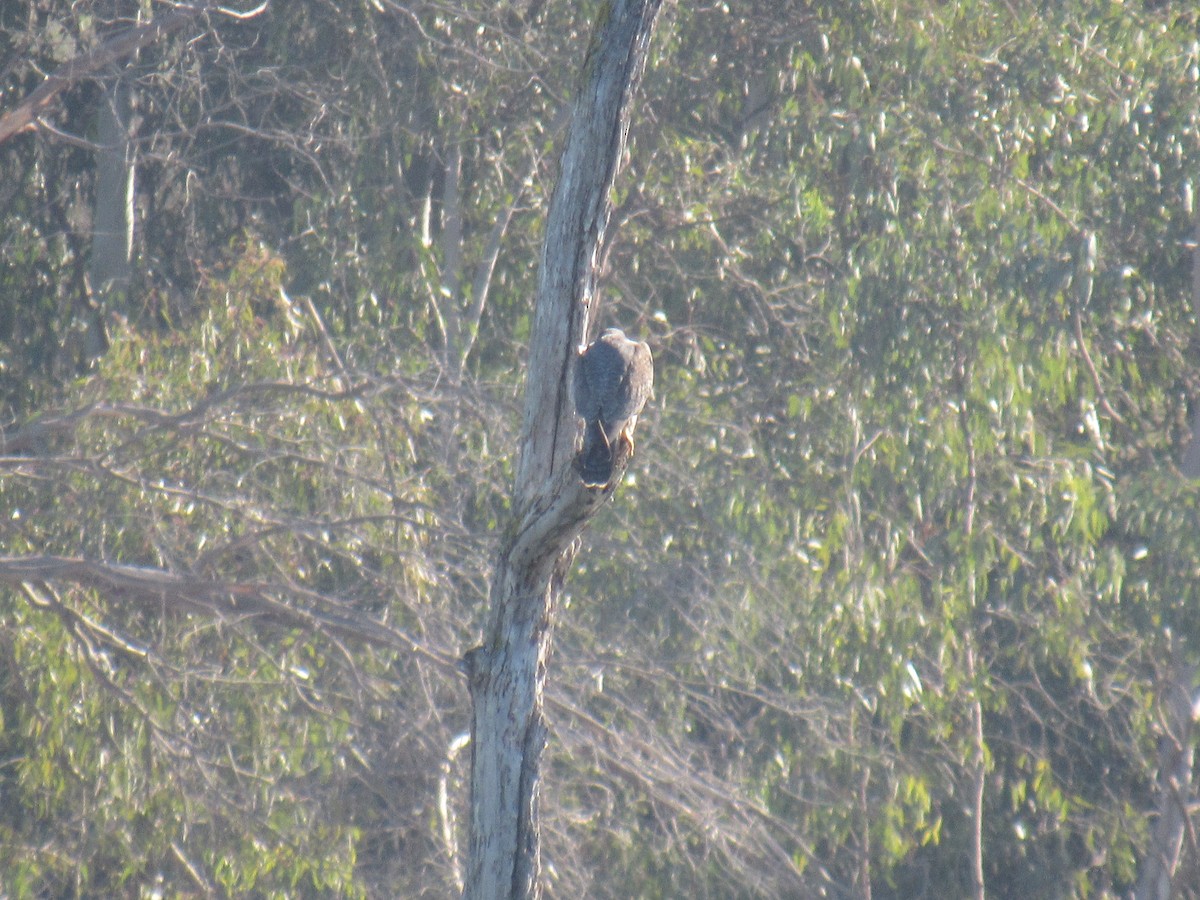 Peregrine Falcon - ML647321293