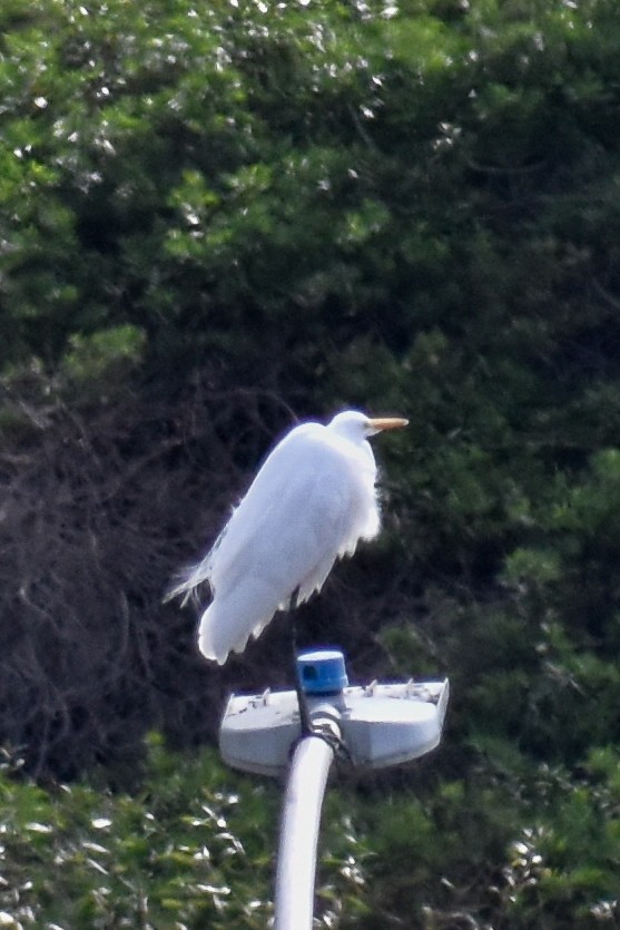 Silberreiher - ML647321313