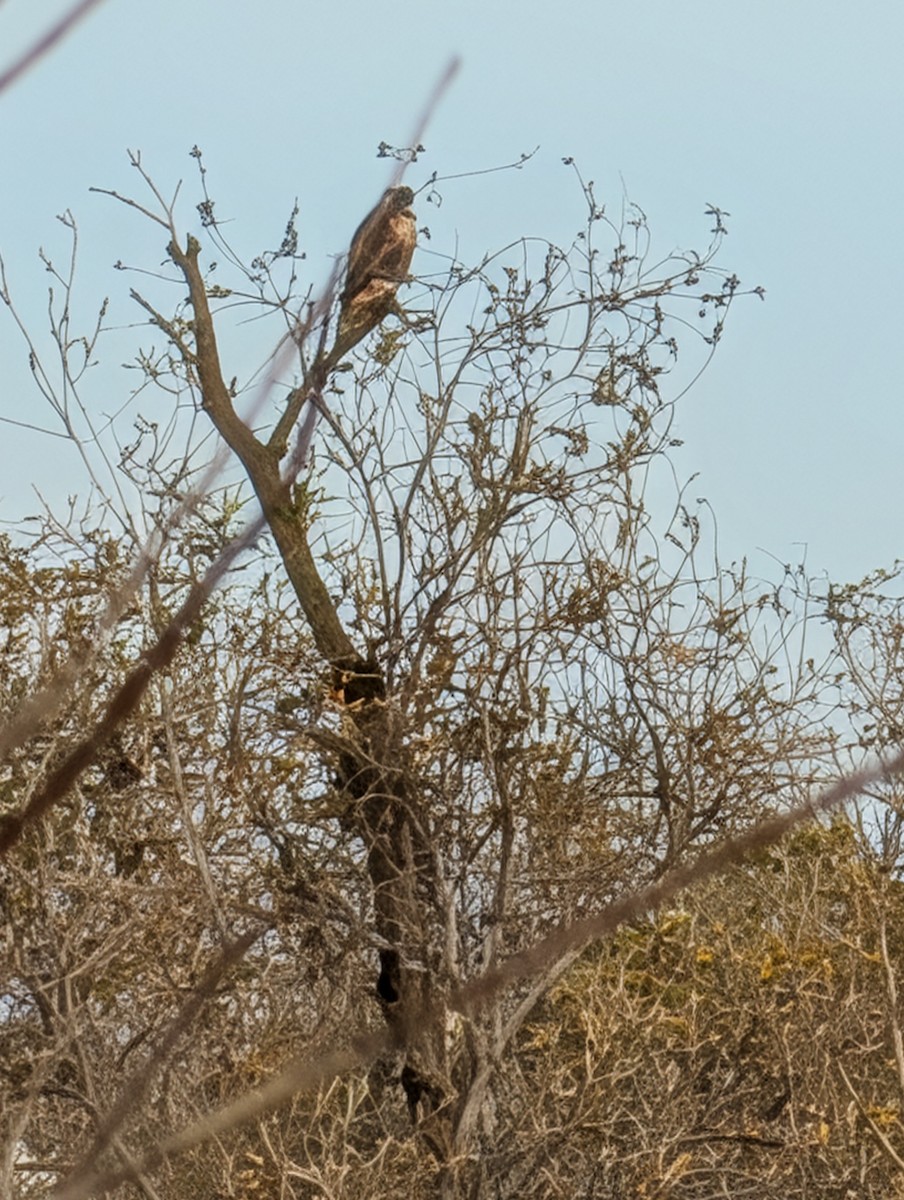 Red-tailed Hawk - ML647321321