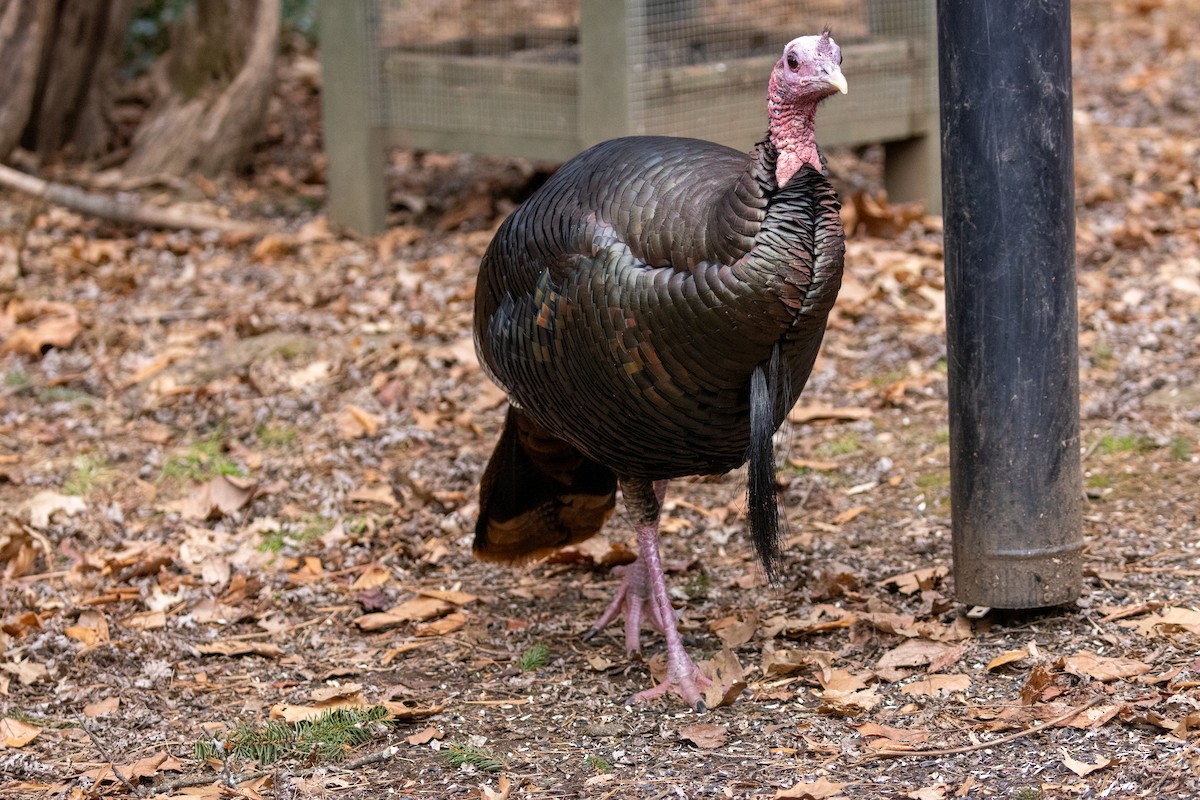 Wild Turkey - ML647321324