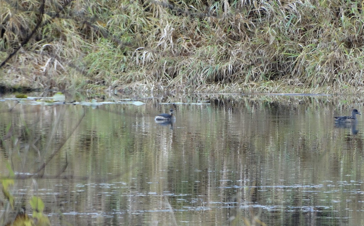 Bindentaucher - ML647321333