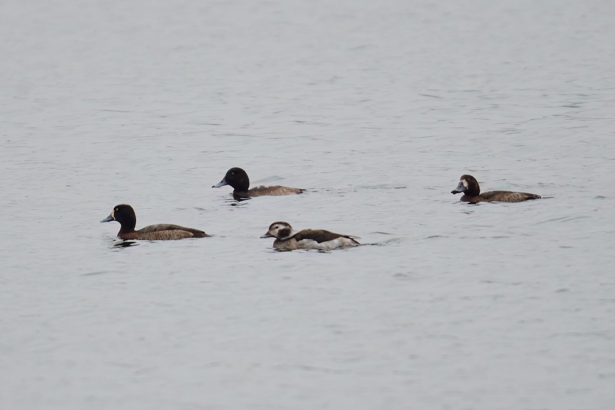 ברווז קרח - ML647321340