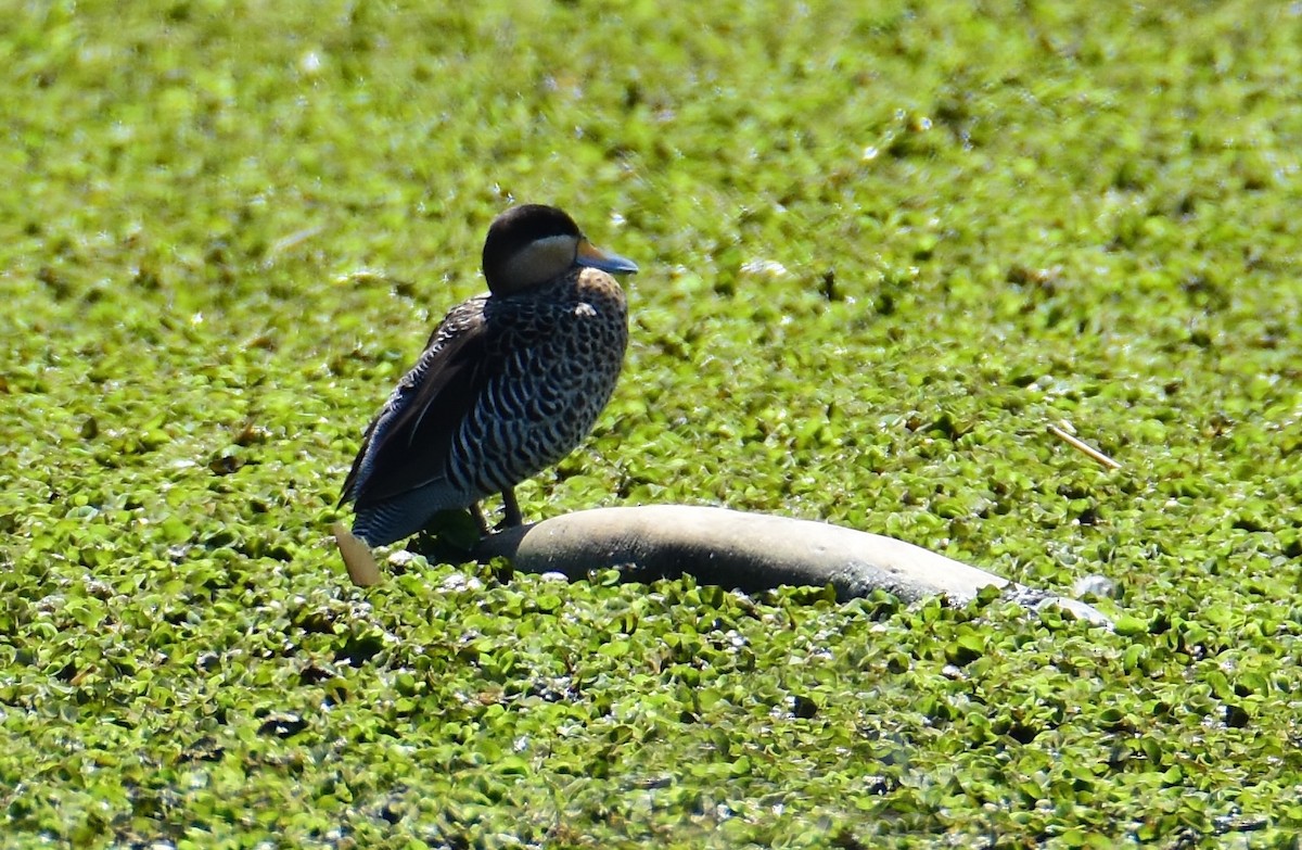 Silver Teal - ML647321341