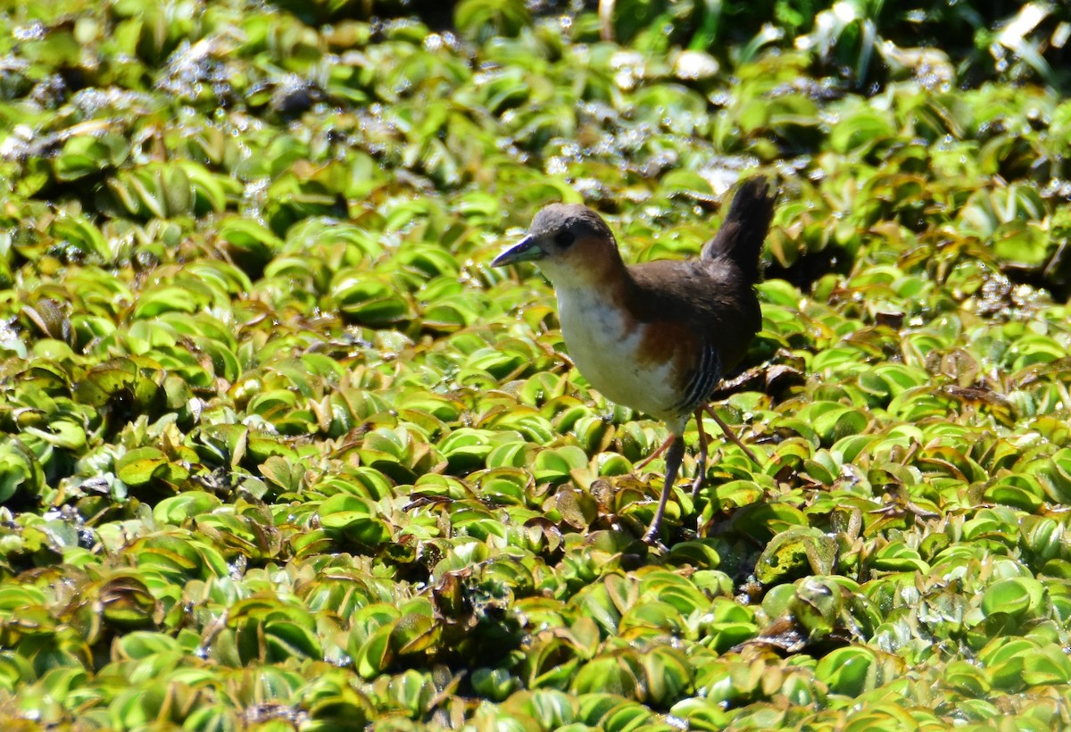 Rufous-sided Crake - ML647321350