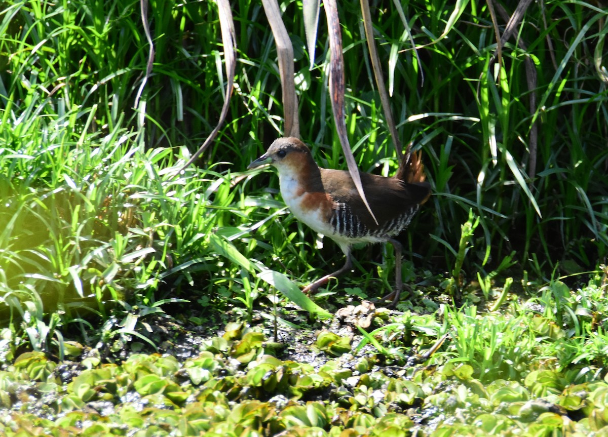 Rufous-sided Crake - ML647321351