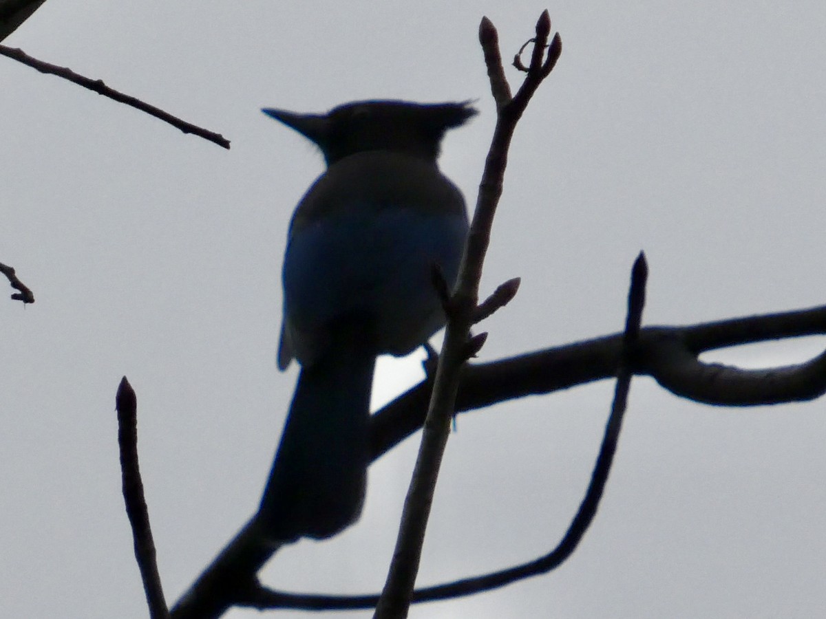 Steller's Jay (Coastal) - ML647321356