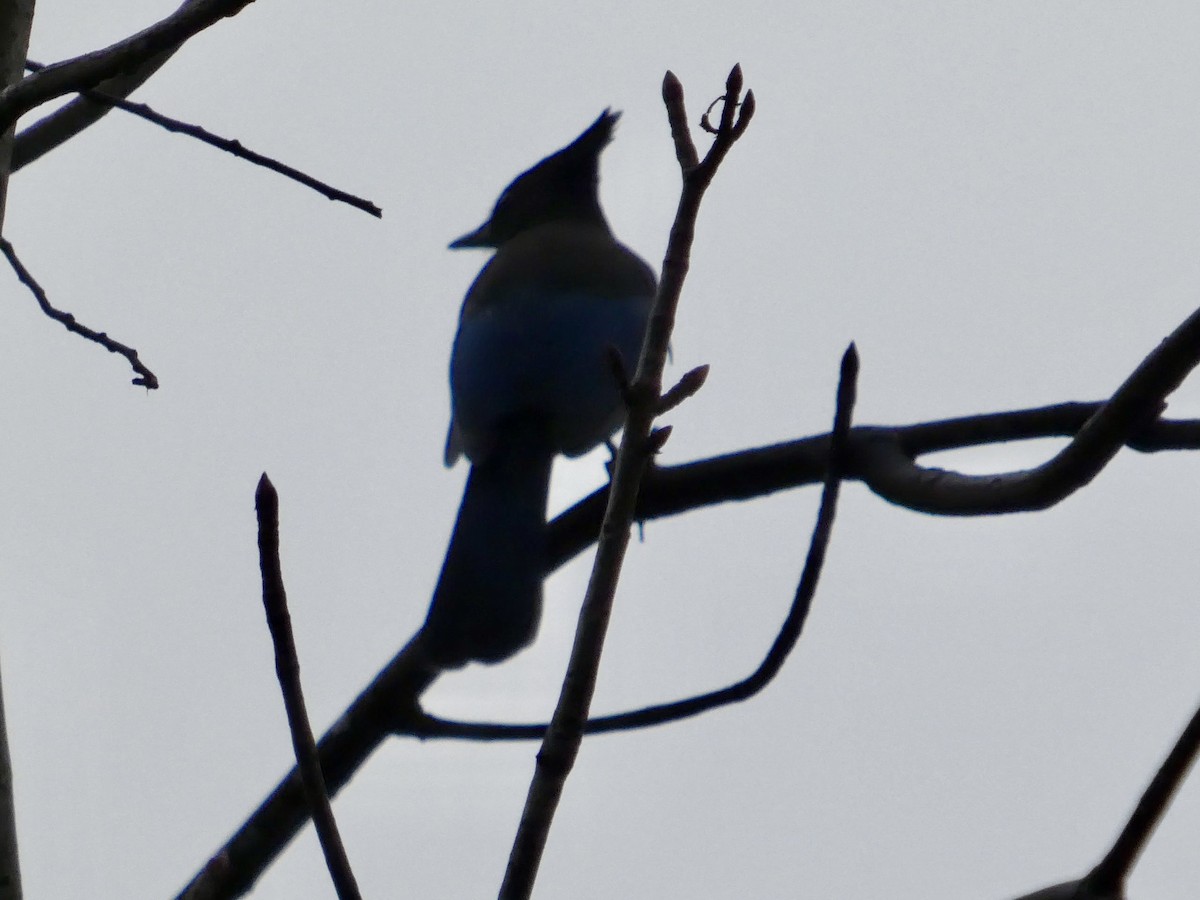 Steller's Jay (Coastal) - ML647321357