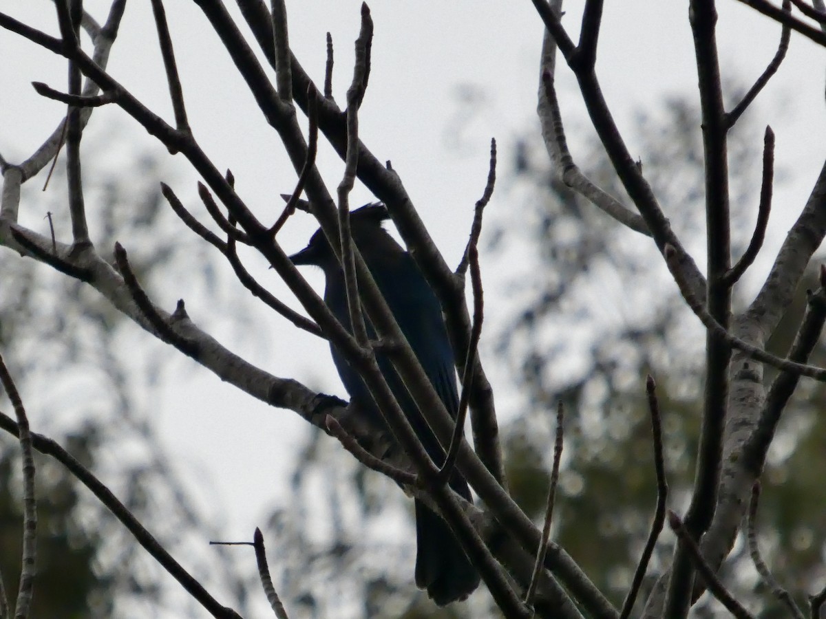 Steller's Jay (Coastal) - ML647321358