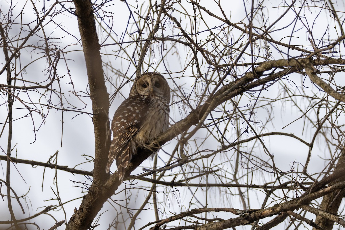 Barred Owl - ML647321360