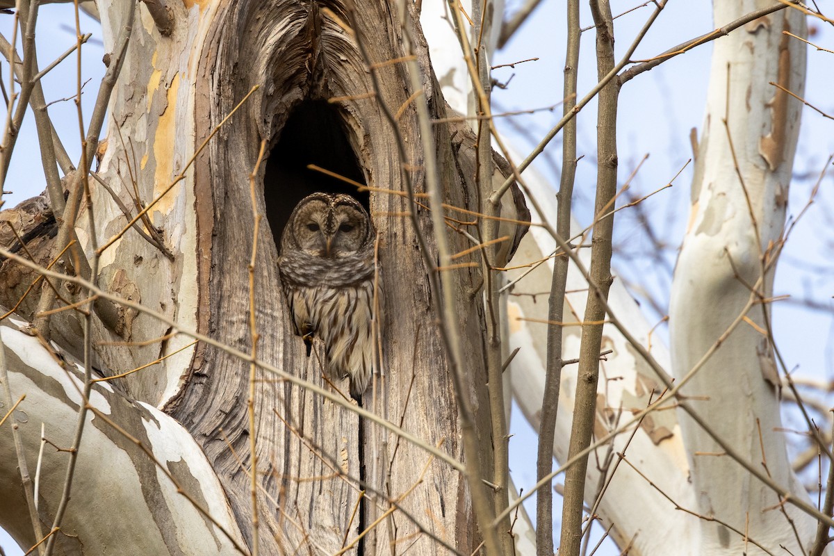 Barred Owl - ML647321361