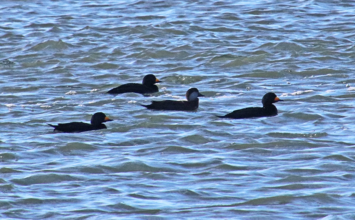 turpan žlutozobý - ML647321370