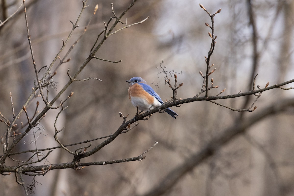 Eastern Bluebird - ML647321373