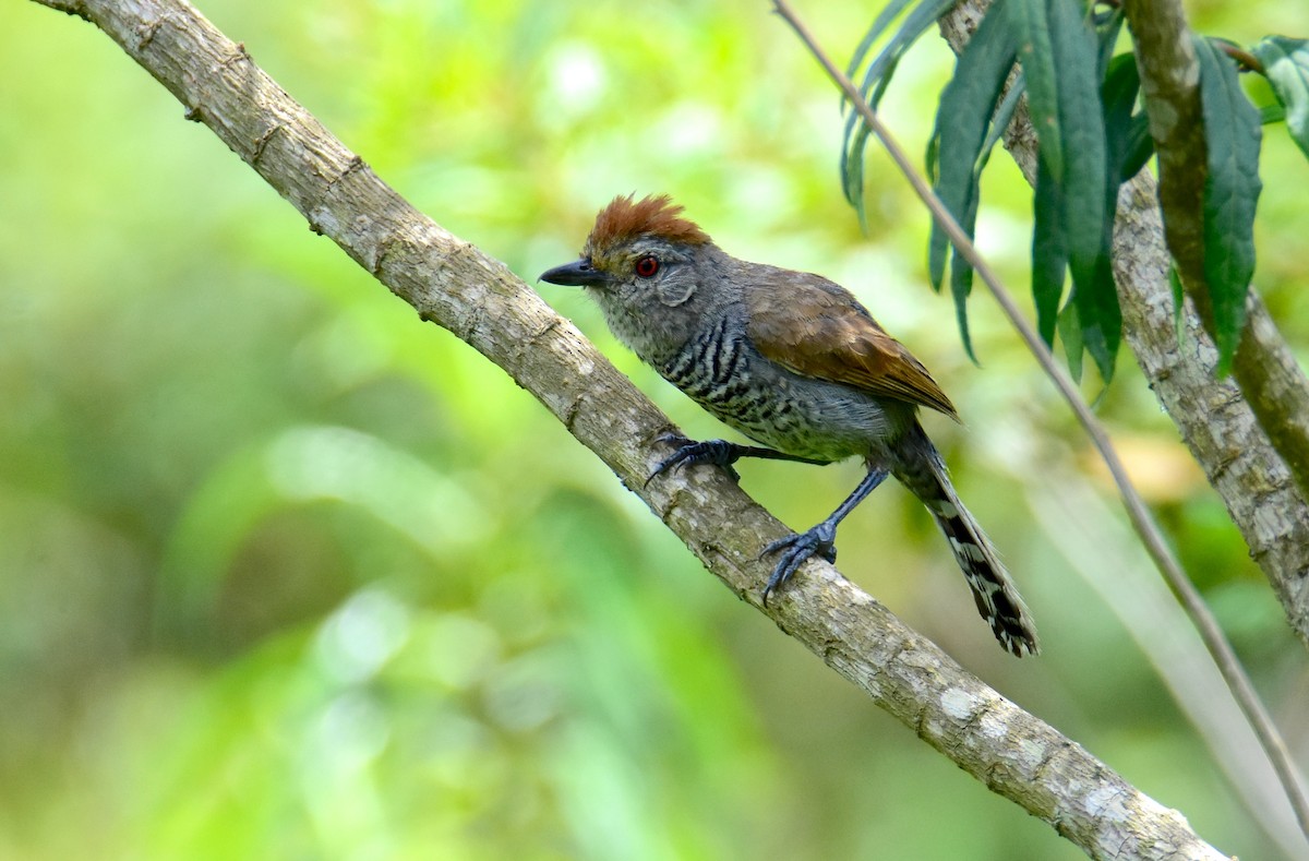 Rufous-capped Antshrike - ML647321389