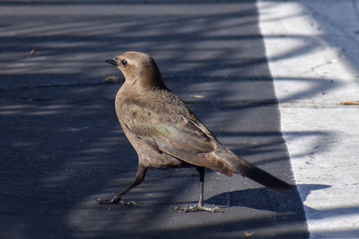 Brewer Karatavuğu - ML647321398