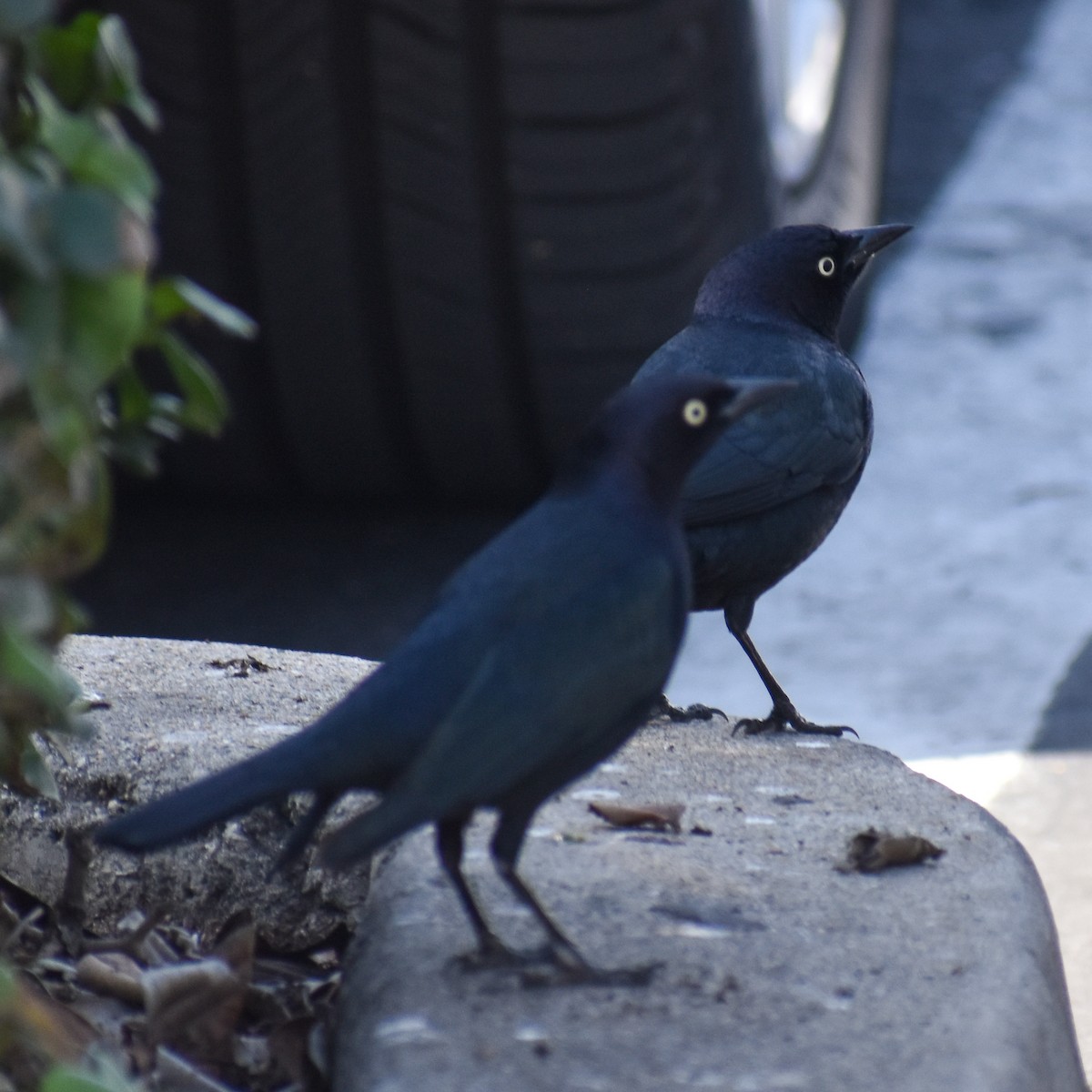 Brewer Karatavuğu - ML647321399