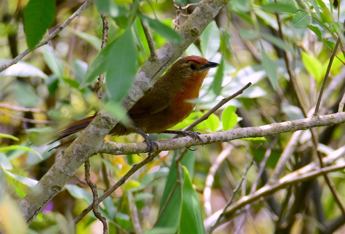 Orange-breasted Thornbird - ML647321427