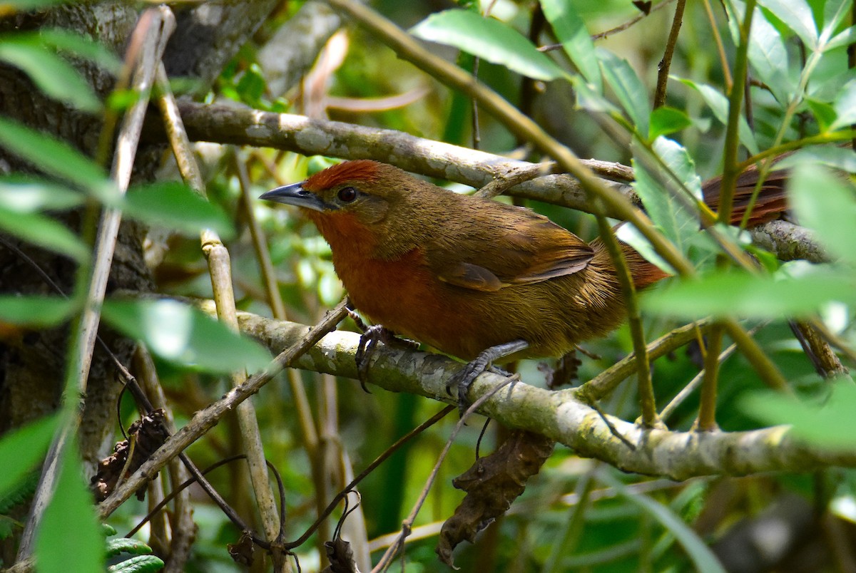 Orange-breasted Thornbird - ML647321428