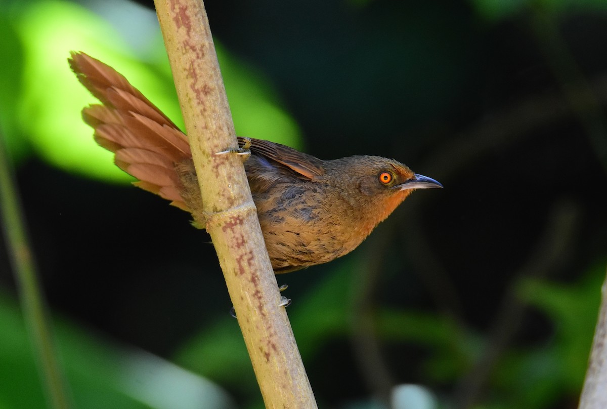Orange-eyed Thornbird - ML647321431