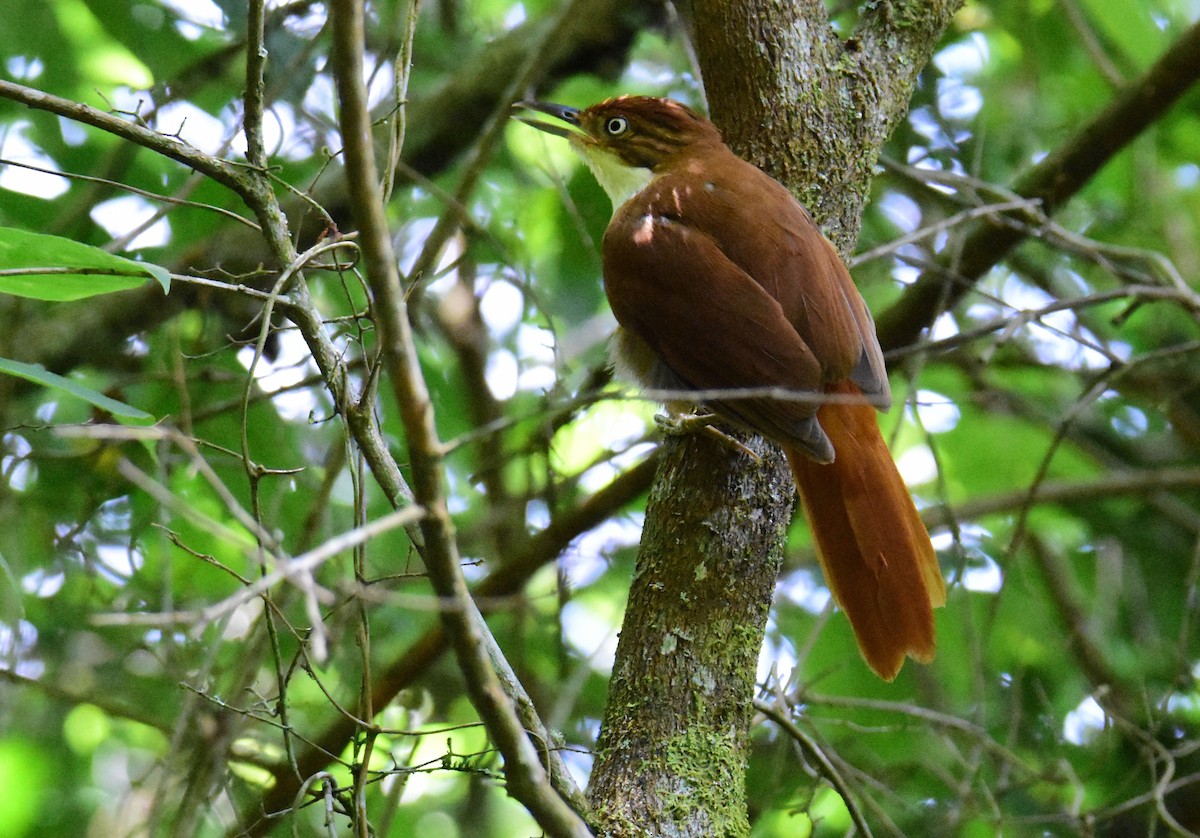 White-eyed Foliage-gleaner - ML647321432