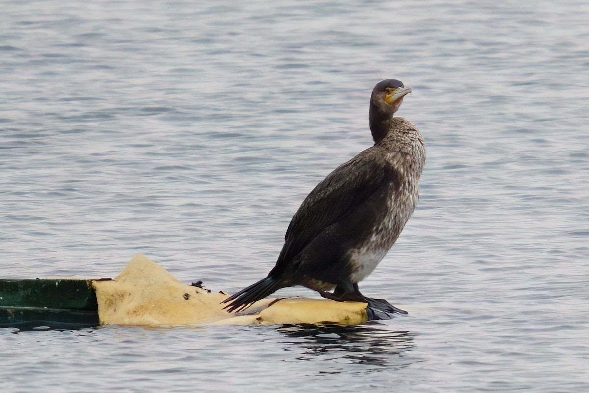 קורמורן גדול - ML647321440