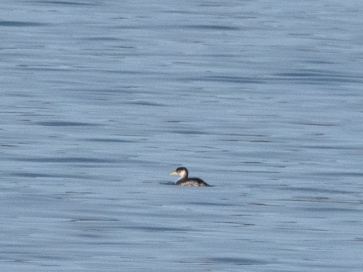 Somormujo Cuellirrojo - ML647321442