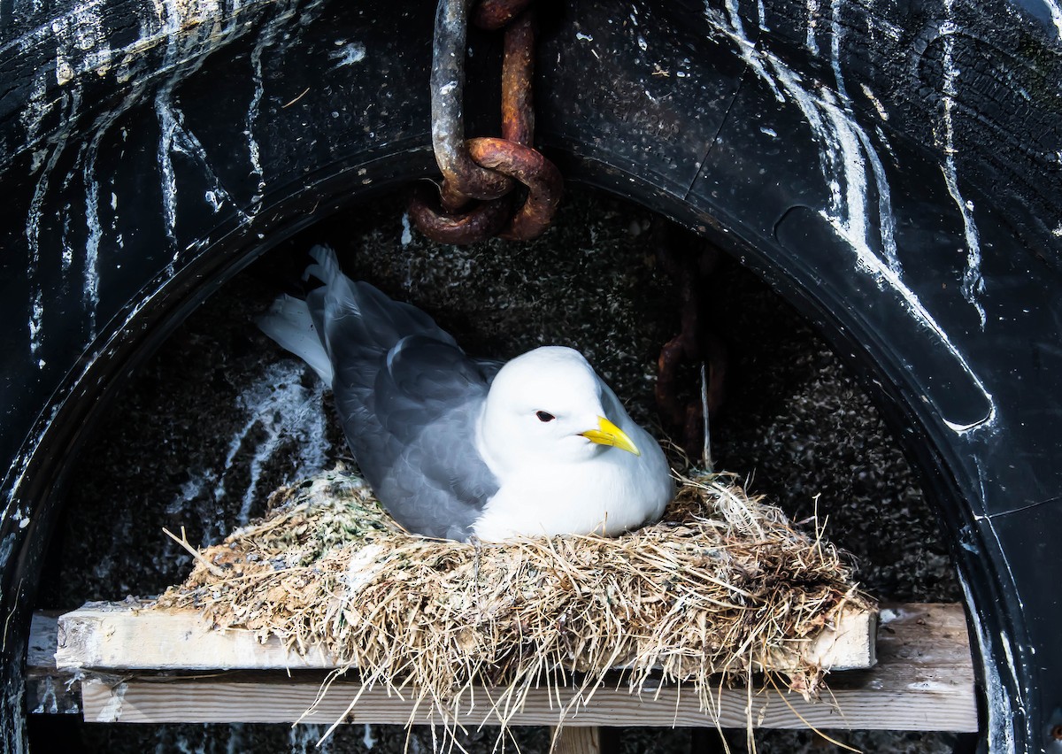 Black-legged Kittiwake - ML647321444