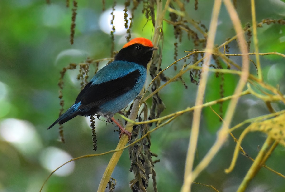 Swallow-tailed Manakin - ML647321452