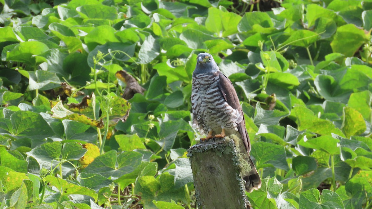 Hook-billed Kite - ML647321476