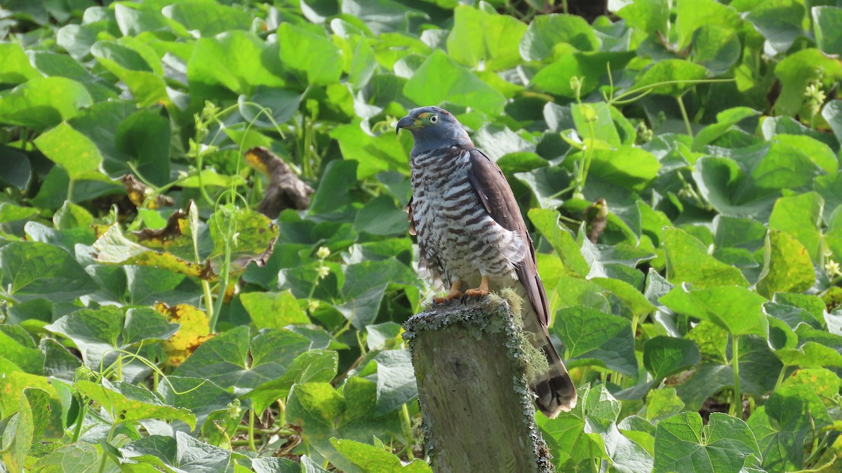Hook-billed Kite - ML647321477