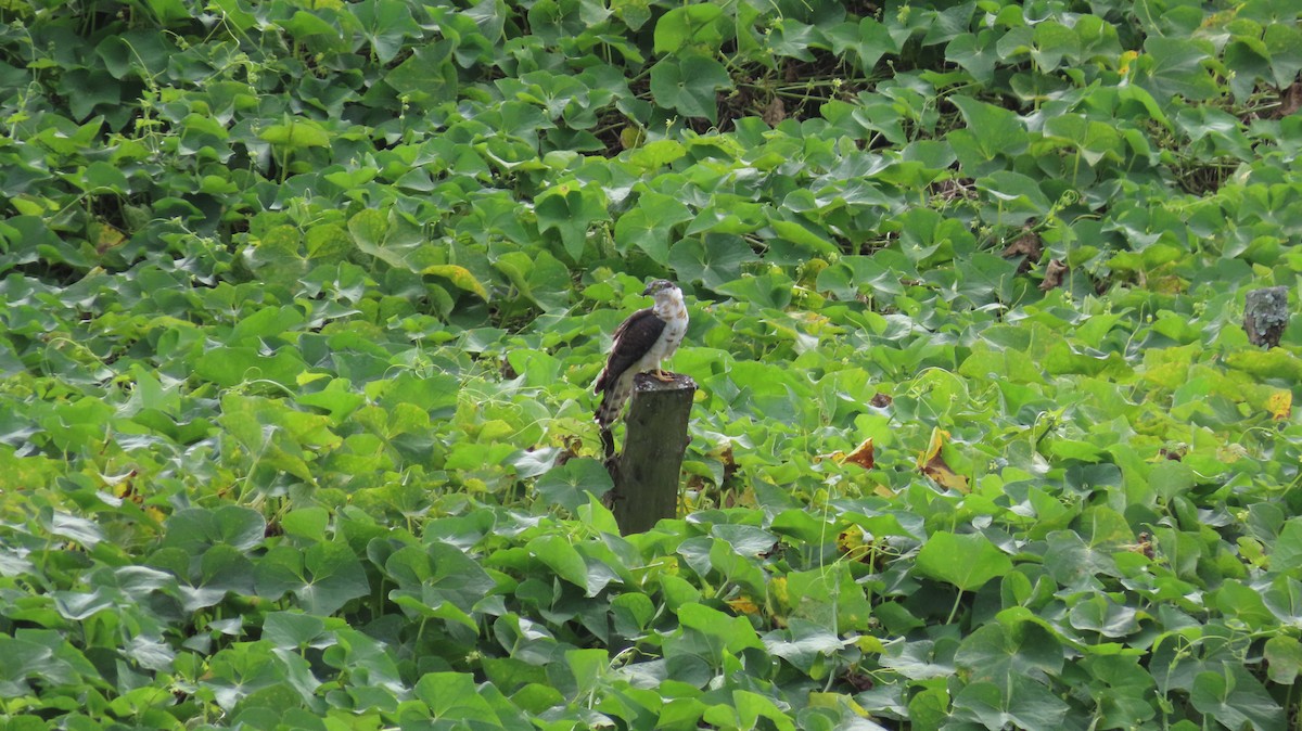 Hook-billed Kite - ML647321478
