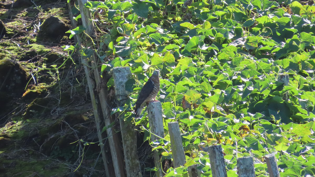 Hook-billed Kite - ML647321481