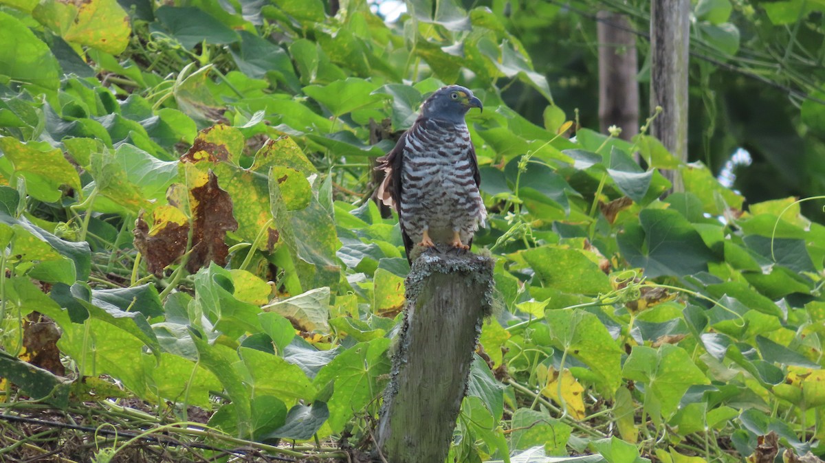 Hook-billed Kite - ML647321482