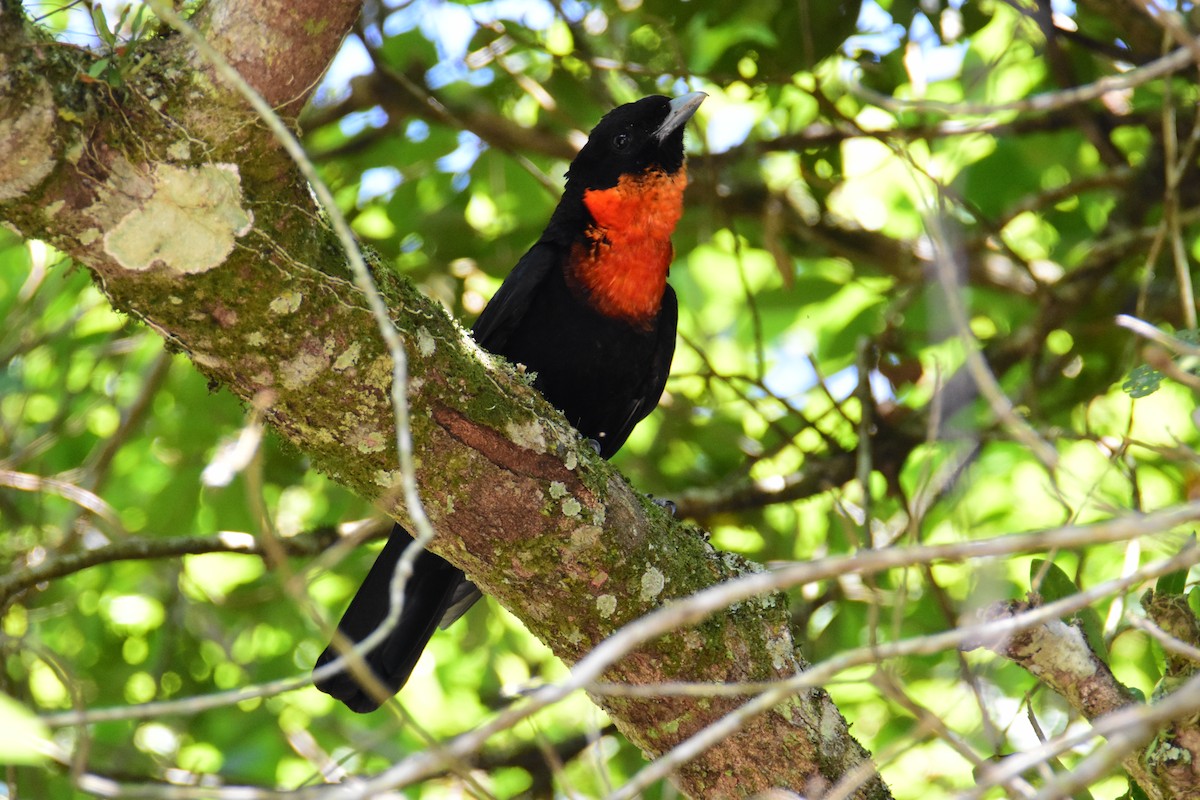 Red-ruffed Fruitcrow - ML647321484
