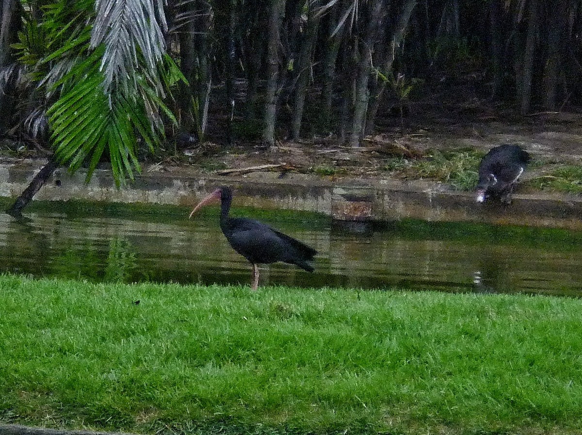 Bare-faced Ibis - ML647321498
