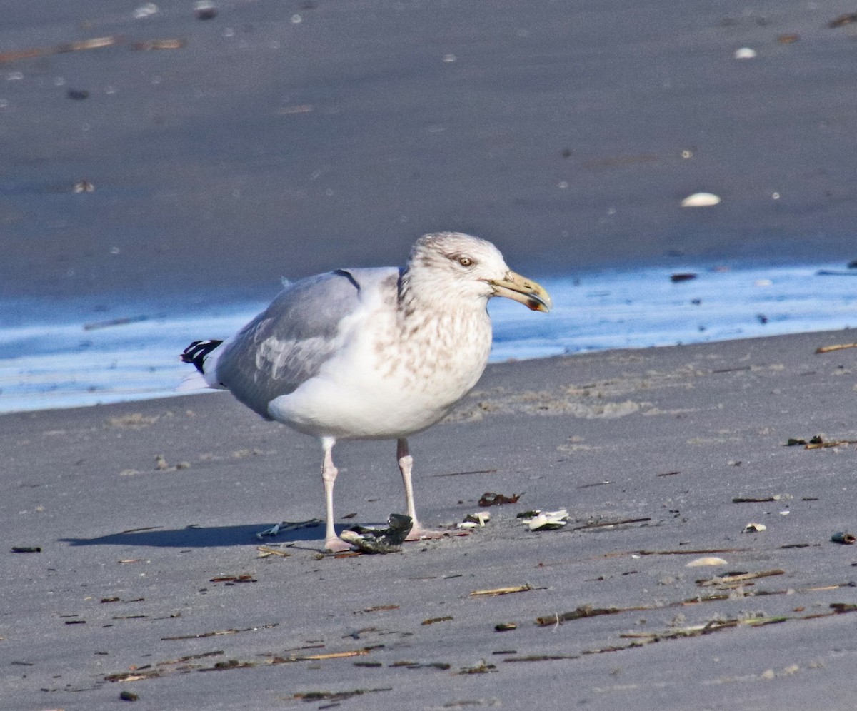 American Herring Gull - ML647321521